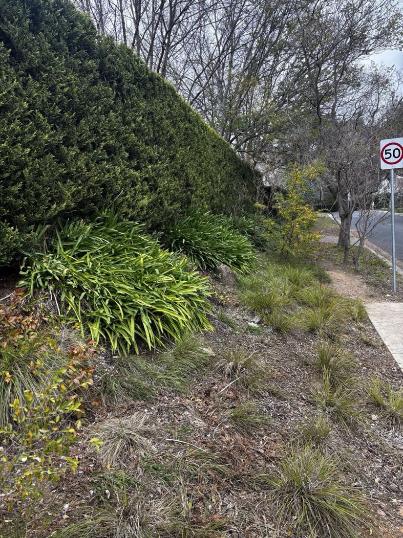 Before: street frontage lost under agapanthus and leaf litter