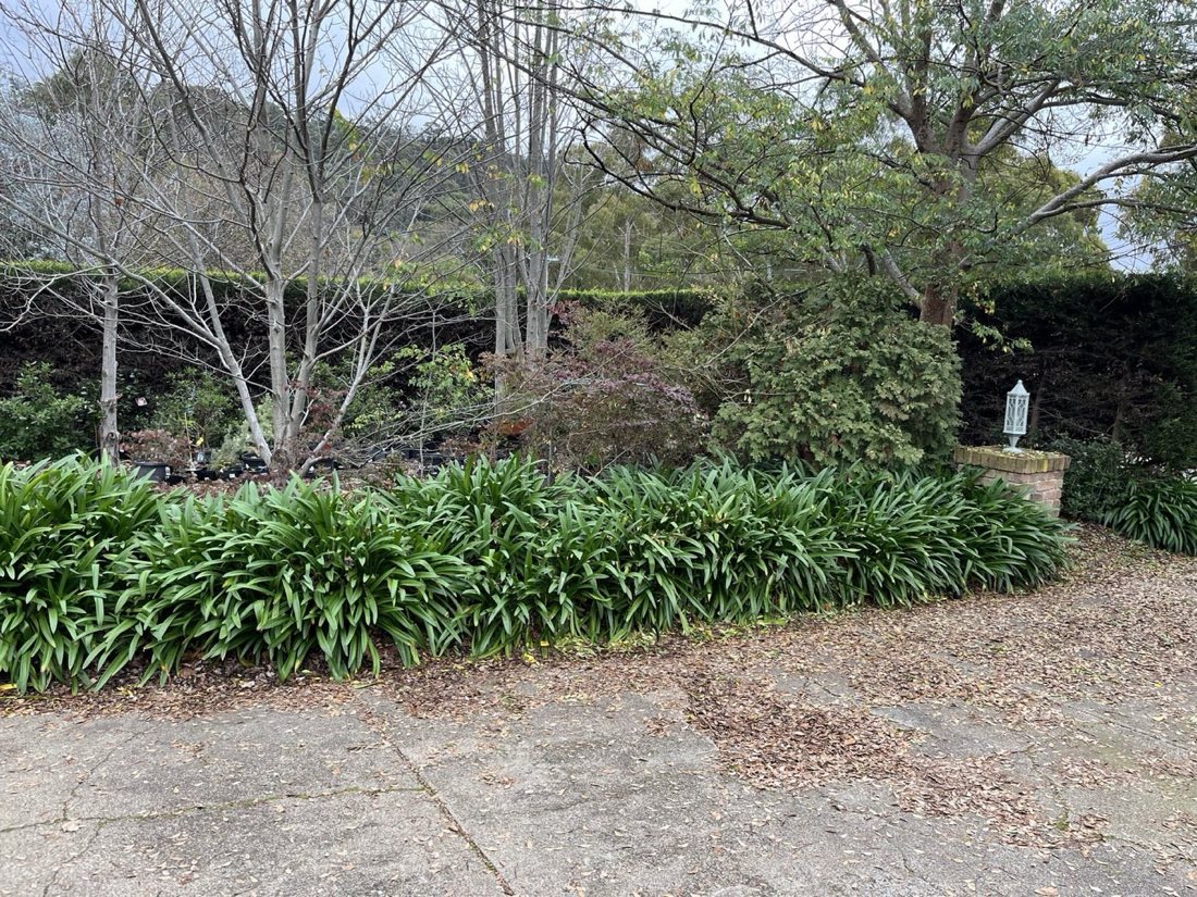 Before: agapanthus crowding the driveway, leaf litter across the concrete