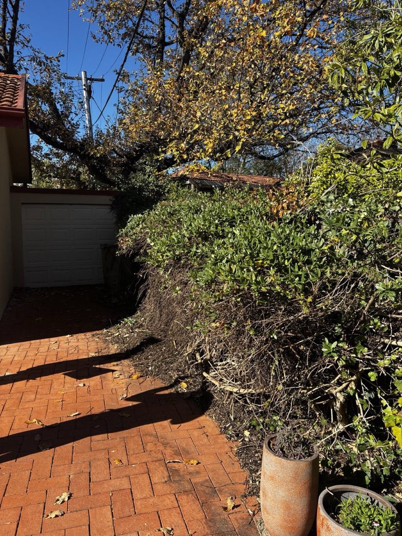 Before: hedge collapsed over the old boundary fence, closing the driveway to the garage